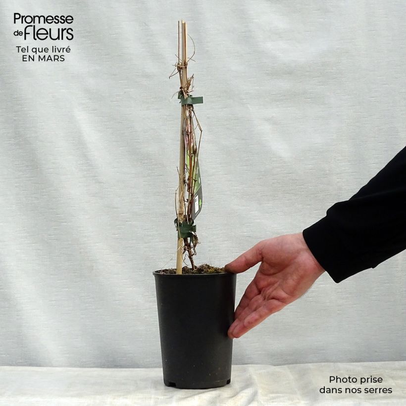 Spécimen de Clématite - Clematis flammula Triternata Rubromarginata Pot de 2L/3L tel que livré au printemps