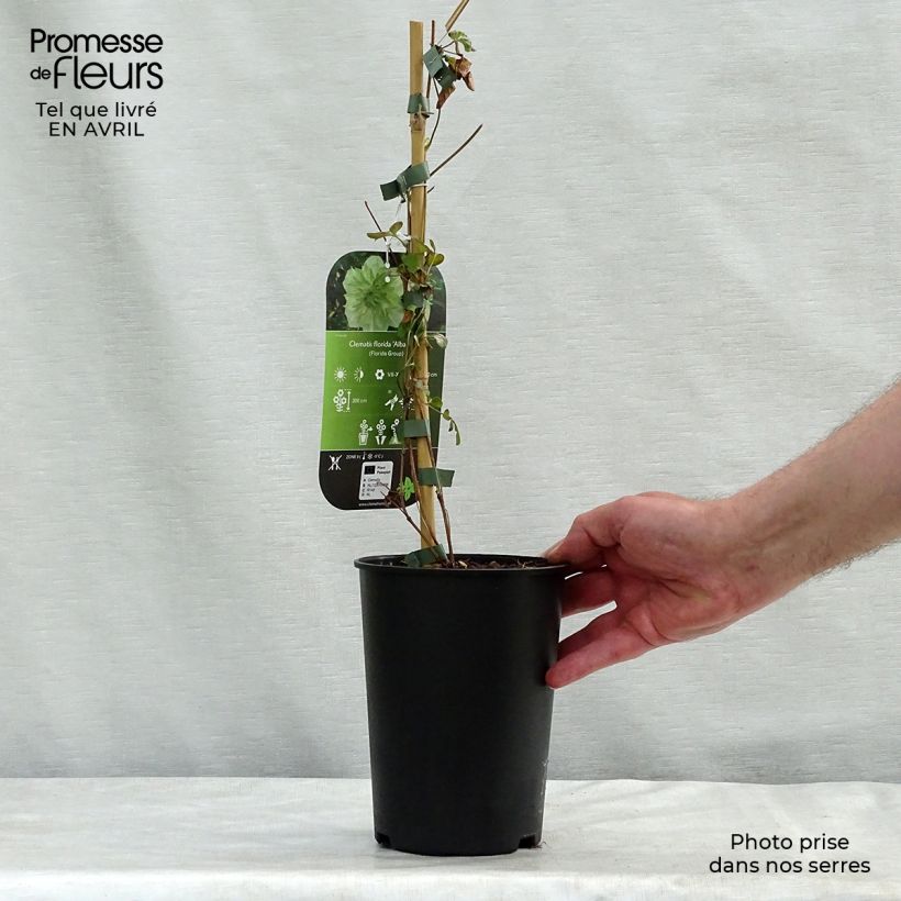 Spécimen de Clématite - Clematis florida Alba Plena Pot de 2L/3L tel que livré au printemps