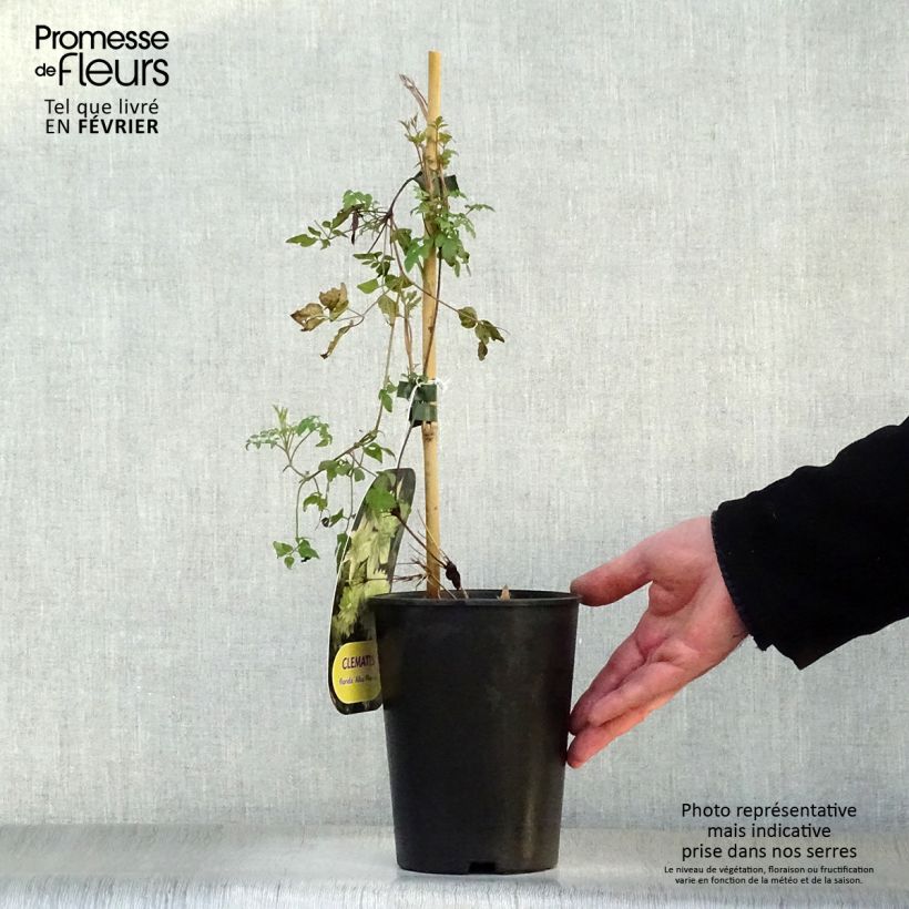 Spécimen de Clématite - Clematis florida Alba Plena Pot de 2L/3L tel que livré en hiver