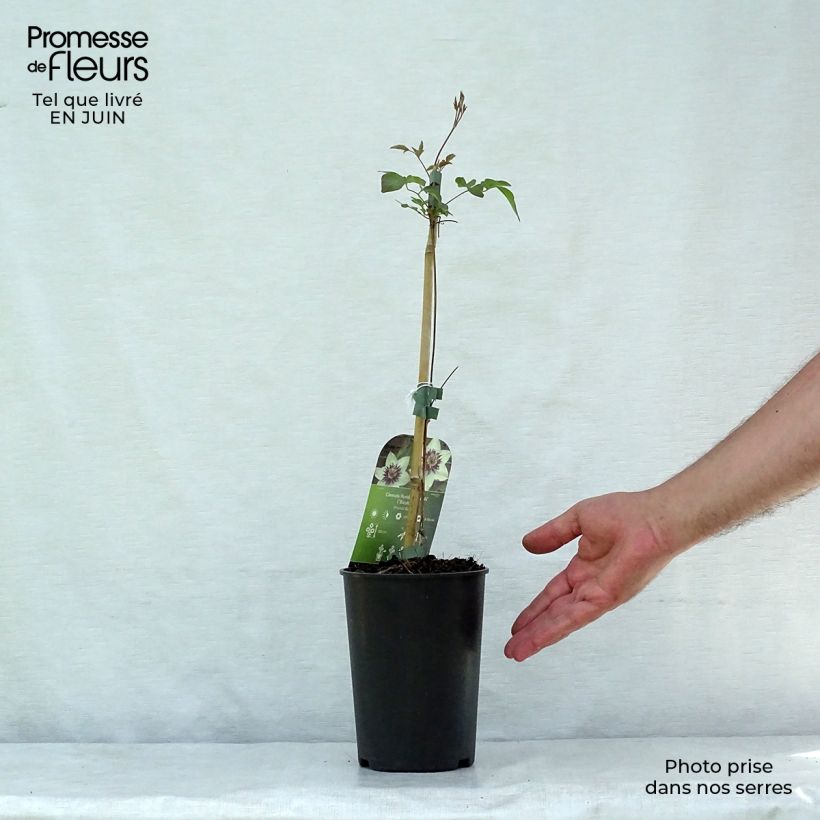 Spécimen de Clématite - Clematis florida Sieboldii Pot de 2L/3L tel que livré en été