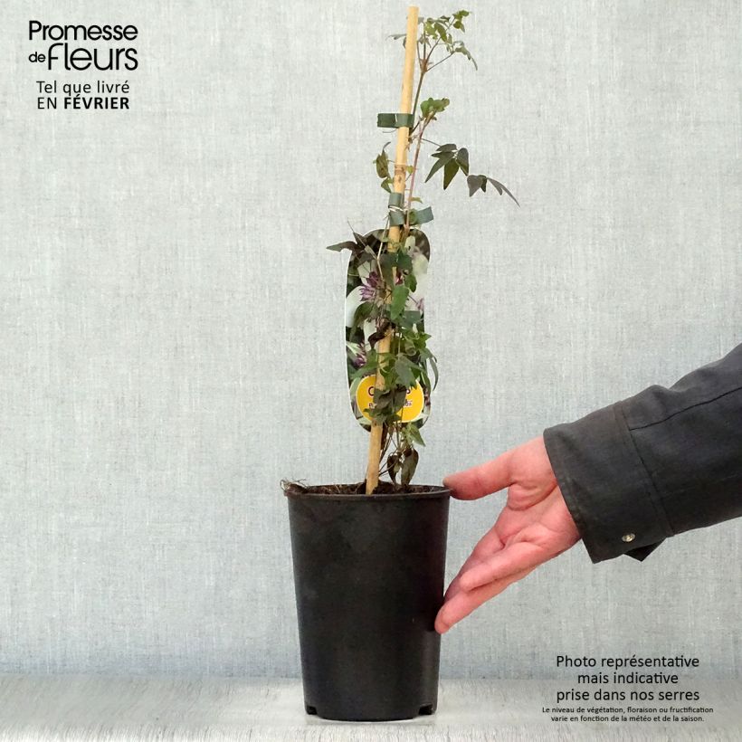 Spécimen de Clématite - Clematis florida Sieboldii Pot de 2L/3L tel que livré en hiver