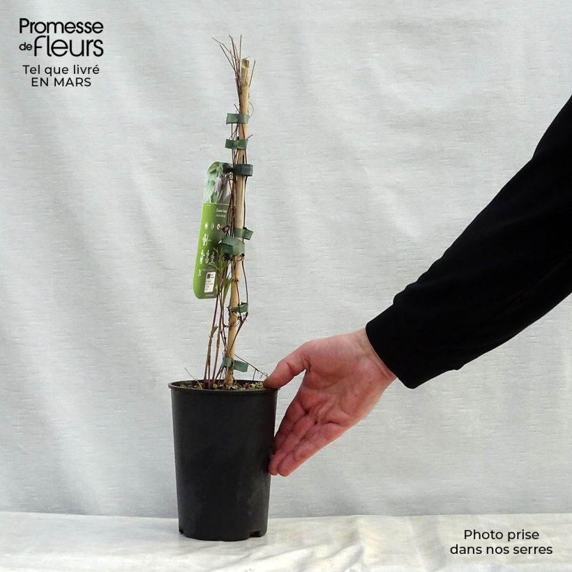 Spécimen de Clématite - Clematis fusca Pot de 2L/3L tel que livré au printemps