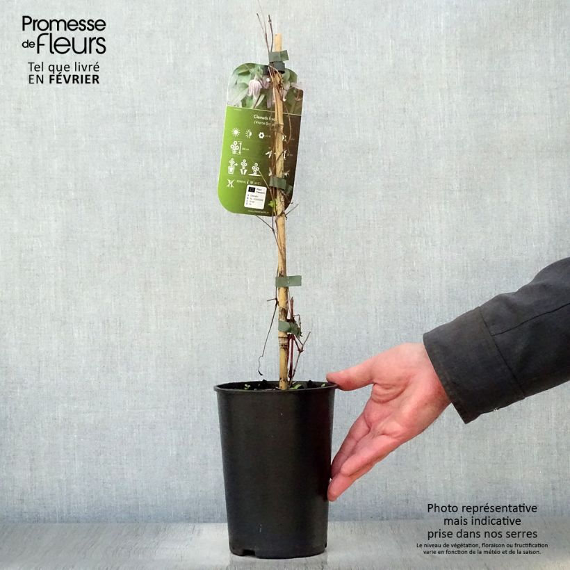 Spécimen de Clématite - Clematis fusca Pot de 2L/3L tel que livré en hiver