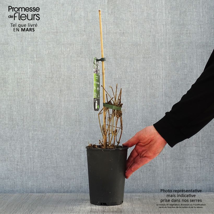 Spécimen de Clématite - Clematis heracleifolia Pink Dwarf Pot de 2L/3L tel que livré en hiver