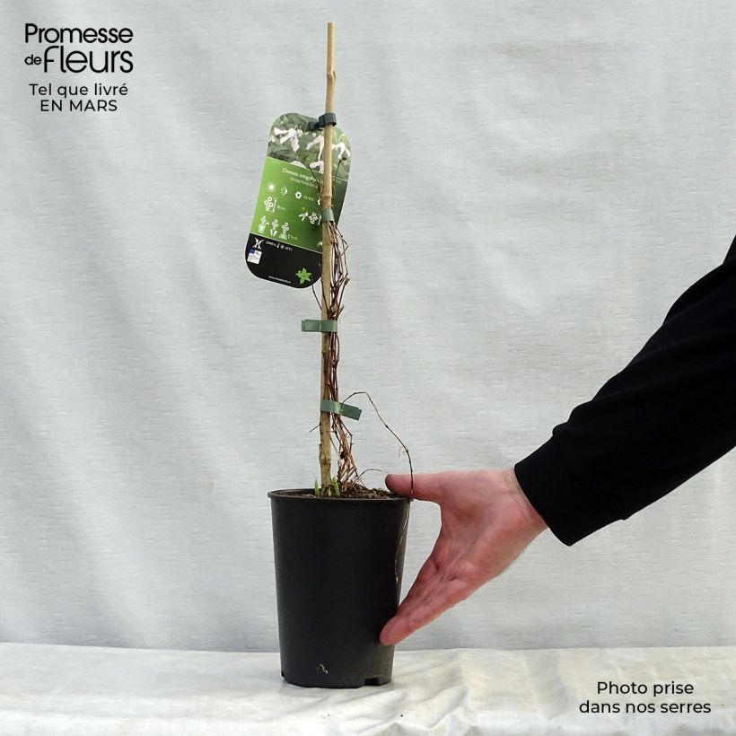 Spécimen de Clématite - Clematis integrifolia Alba Pot de 2L/3L tel que livré au printemps