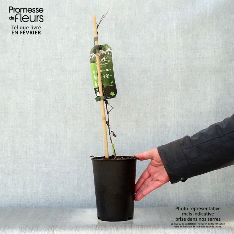 Spécimen de Clématite - Clematis integrifolia Alba Pot de 2L/3L tel que livré en hiver