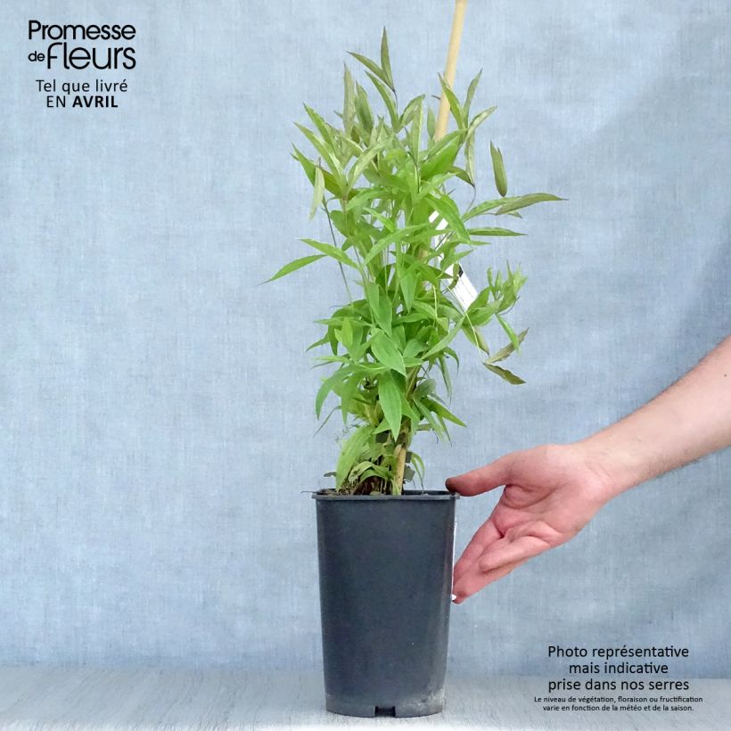 Spécimen de Clématite - Clematis integrifolia Baby White Pot de 2L/3L tel que livré au printemps