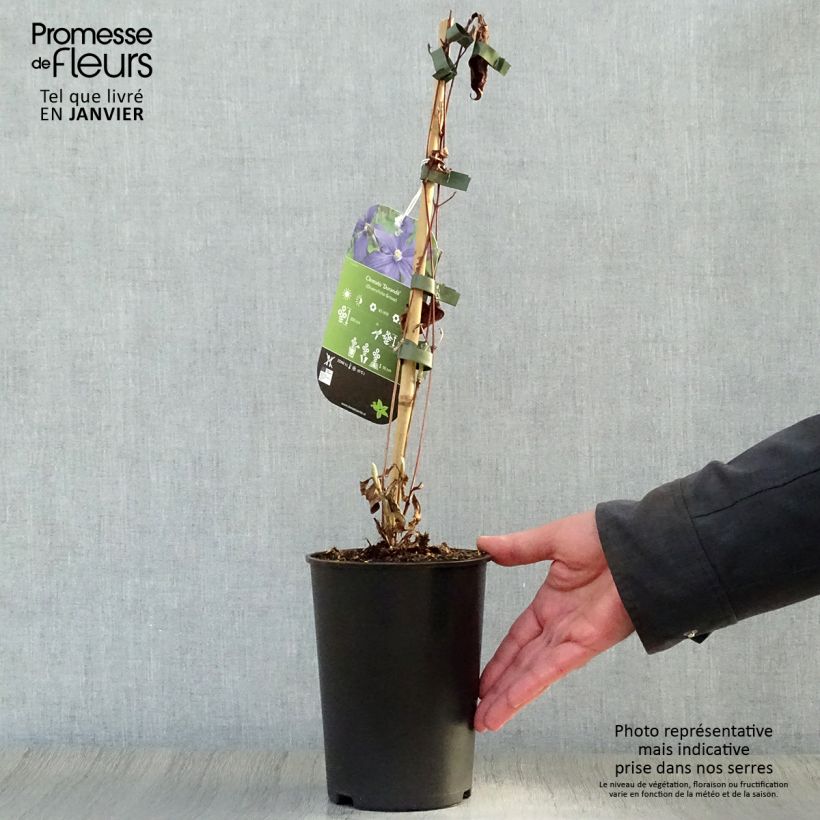 Spécimen de Clématite - Clematis integrifolia Durandii Pot de 2L/3L tel que livré en hiver