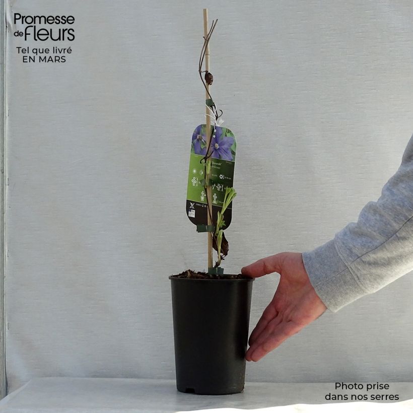 Spécimen de Clématite - Clematis integrifolia Durandii Pot de 2L/3L tel que livré au printemps