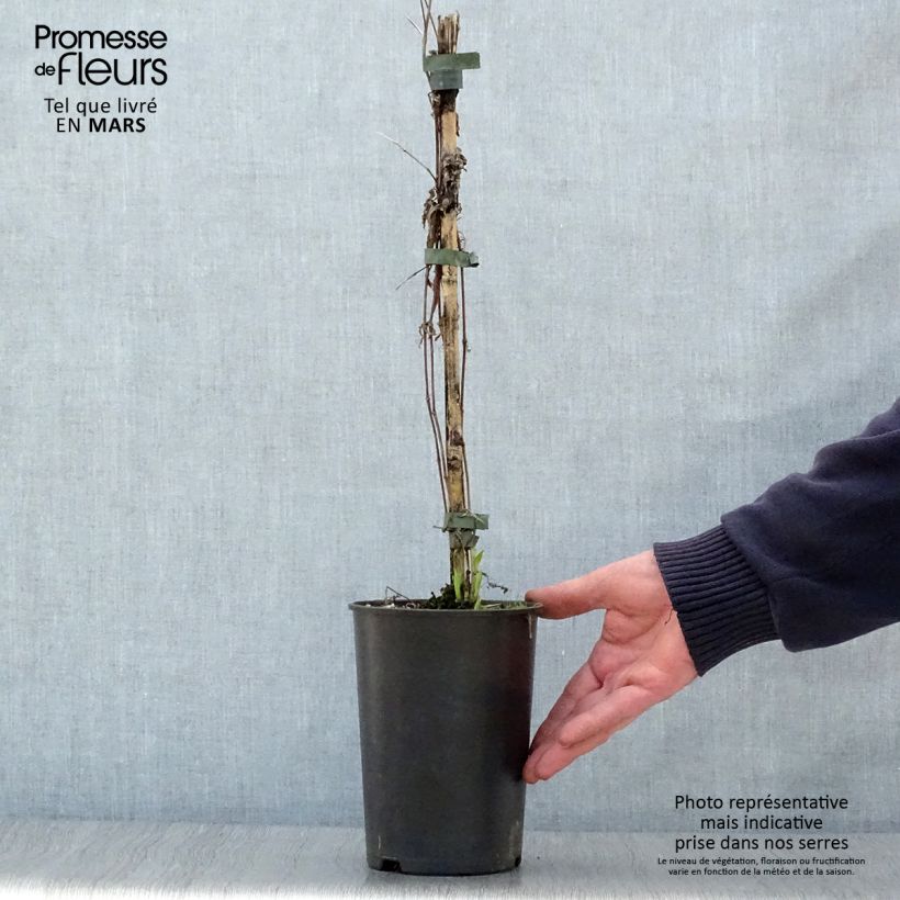 Spécimen de Clématite - Clematis integrifolia Hakuree Pot de 2L/3L tel que livré au printemps
