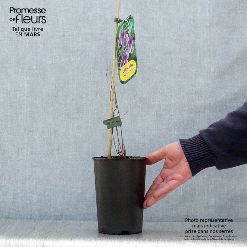 Spécimen de Clématite - Clematis integrifolia Rosea Pot de 2L/3L tel que livré au printemps