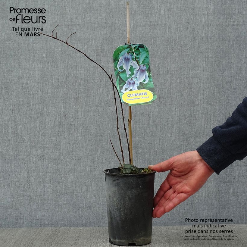 Spécimen de Clématite - Clematis integrifolia Rosea Pot de 2L/3L tel que livré en hiver