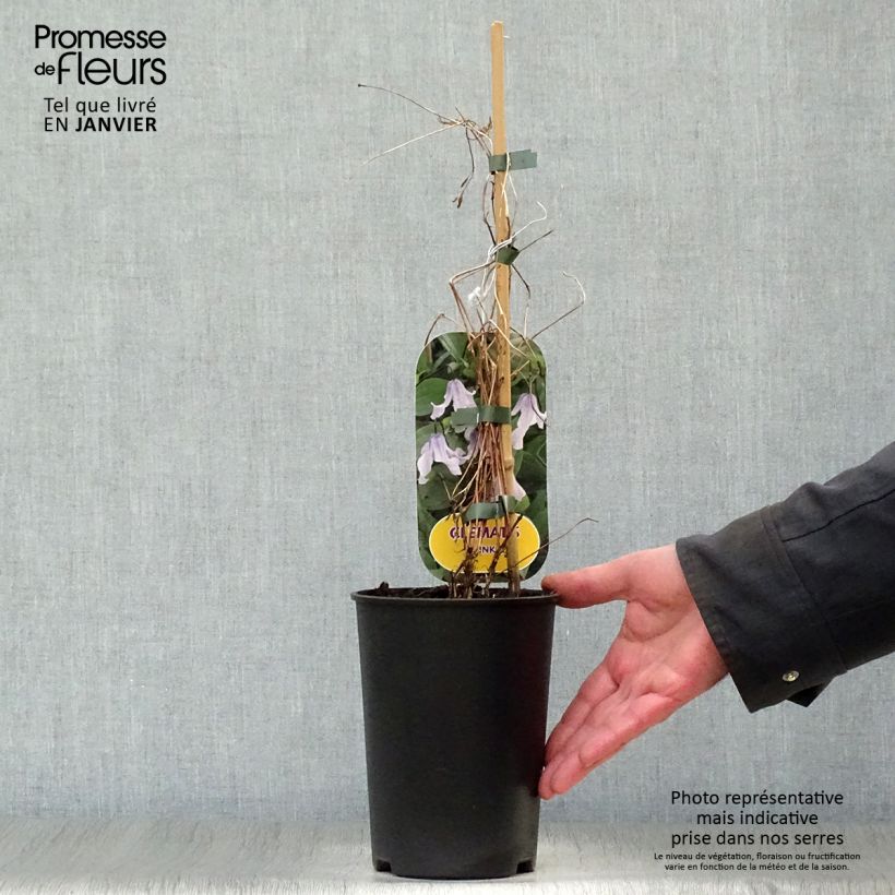 Spécimen de Clematite - Clematis integrifolia Twinkle Pot de 2L/3L tel que livré en hiver