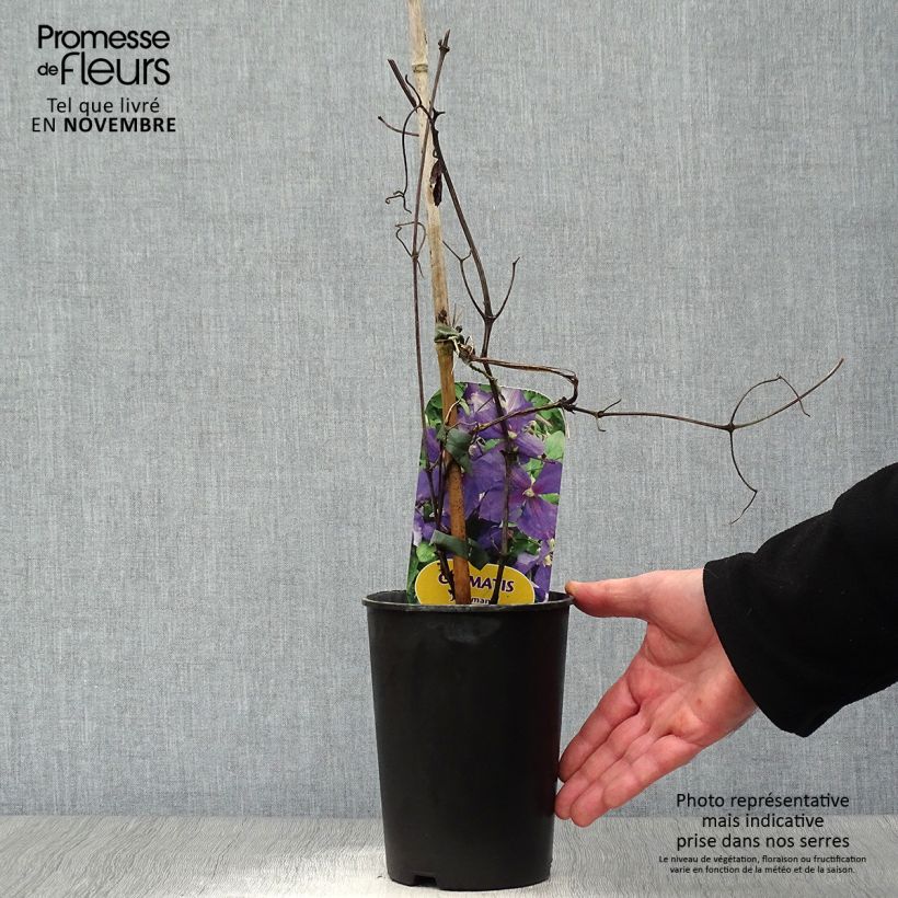 Spécimen de Clématite - Clematis jackmanii   Pot de 2L/3L tel que livré en automne