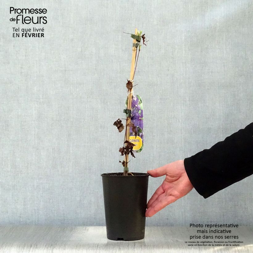 Spécimen de Clématite - Clematis jackmanii   Pot de 2L/3L tel que livré en hiver