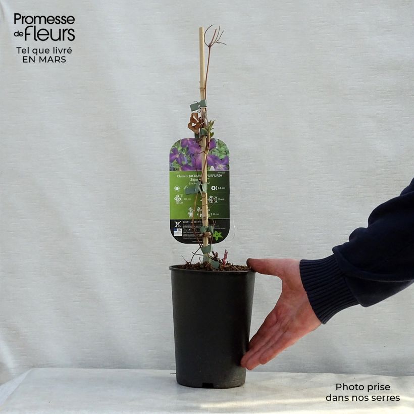 Amostra de Clematis Purpurea Zojapur Vaso de 2 L/3 L tal como entregue na primavera