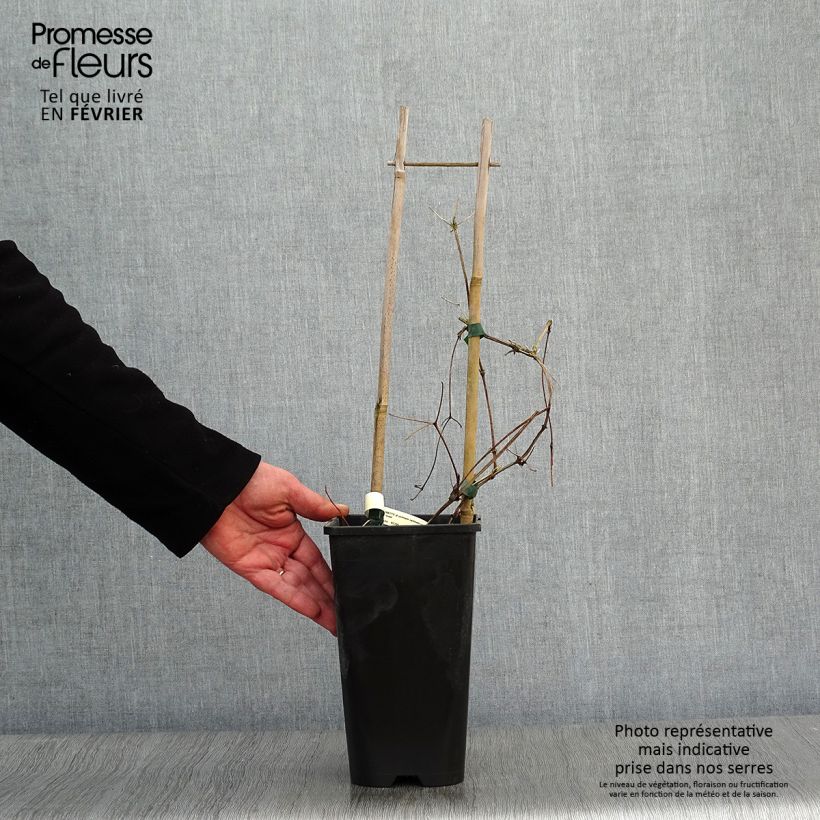 Spécimen de Clématite - Clematis jackmanii Superba Pot de 2L/3L tel que livré en hiver