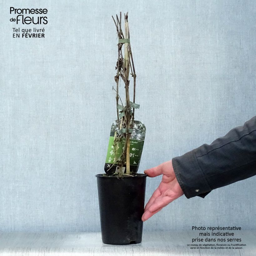 Spécimen de Clématite - Clematis jouiniana Robert Brydon Pot de 2L/3L tel que livré en hiver