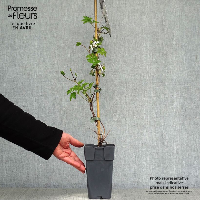 Amostra de Clematis Amber Vaso de 2 L/3 L tal como entregue na primavera