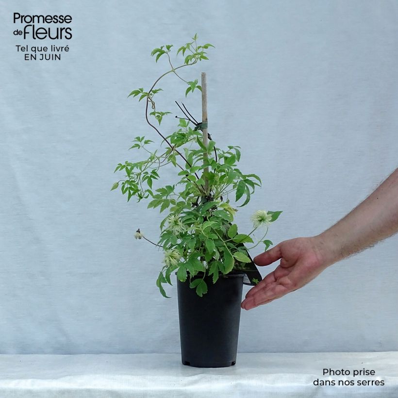 Spécimen de Clématite - Clematis macropetala Broughton Bride Pot de 2L/3L tel que livré en été