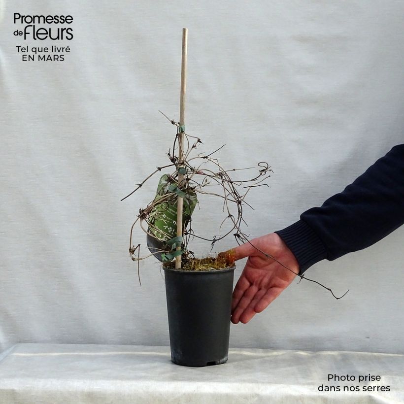 Spécimen de Clématite - Clematis macropetala Broughton Bride Pot de 2L/3L tel que livré au printemps