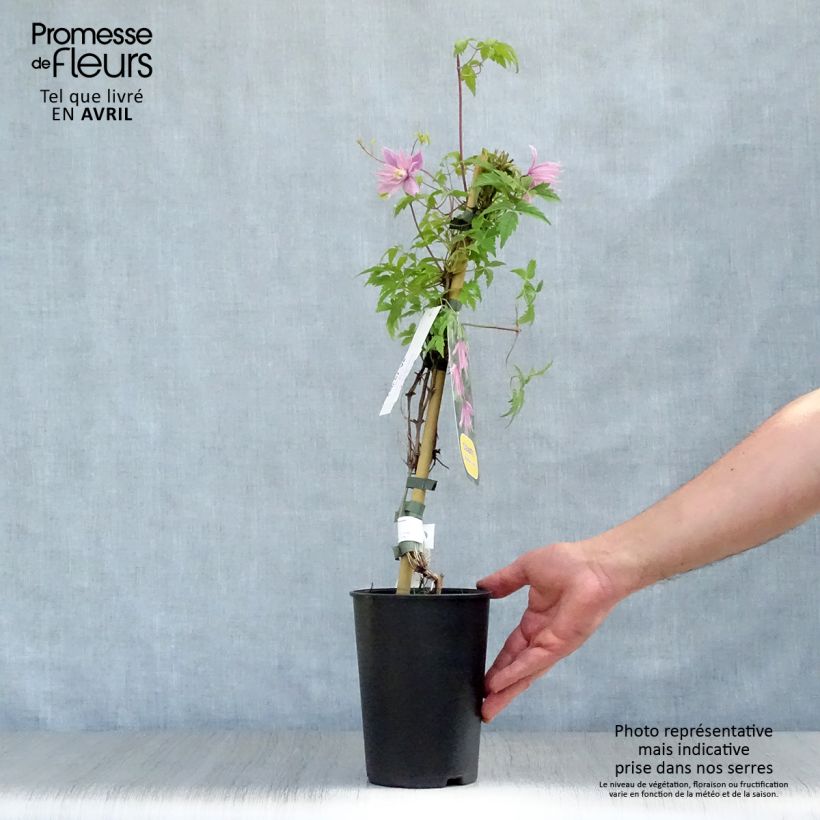 Spécimen de Clématite - Clematis macropetala Markham's Pink Pot de 2L/3L tel que livré au printemps