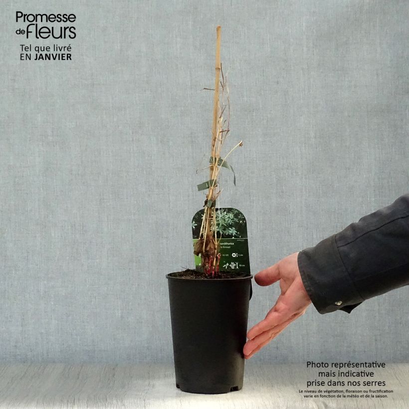 Spécimen de Clématite - Clematis mandshurica Pot de 2L/3L tel que livré en hiver