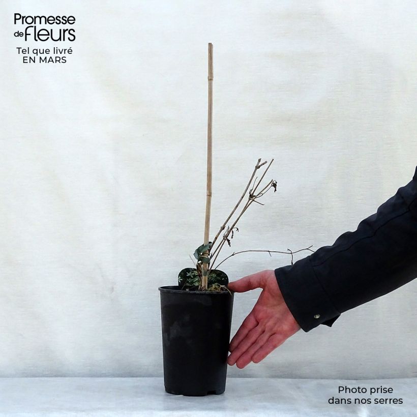Spécimen de Clématite - Clematis mandshurica Pot de 2L/3L tel que livré au printemps
