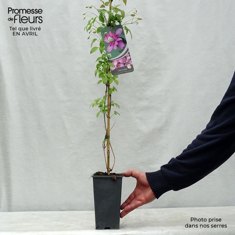 Spécimen de Clématite - Clematis montana Broughton Star Pot de 2L/3L tel que livré au printemps