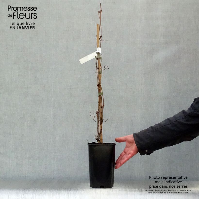 Spécimen de Clématite - Clematis montana Elisabeth Pot de 2L/3L tel que livré en hiver
