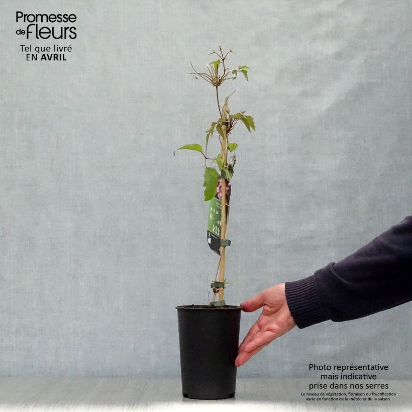 Spécimen de Clématite - Clematis montana Freda Pot de 2L/3L tel que livré au printemps