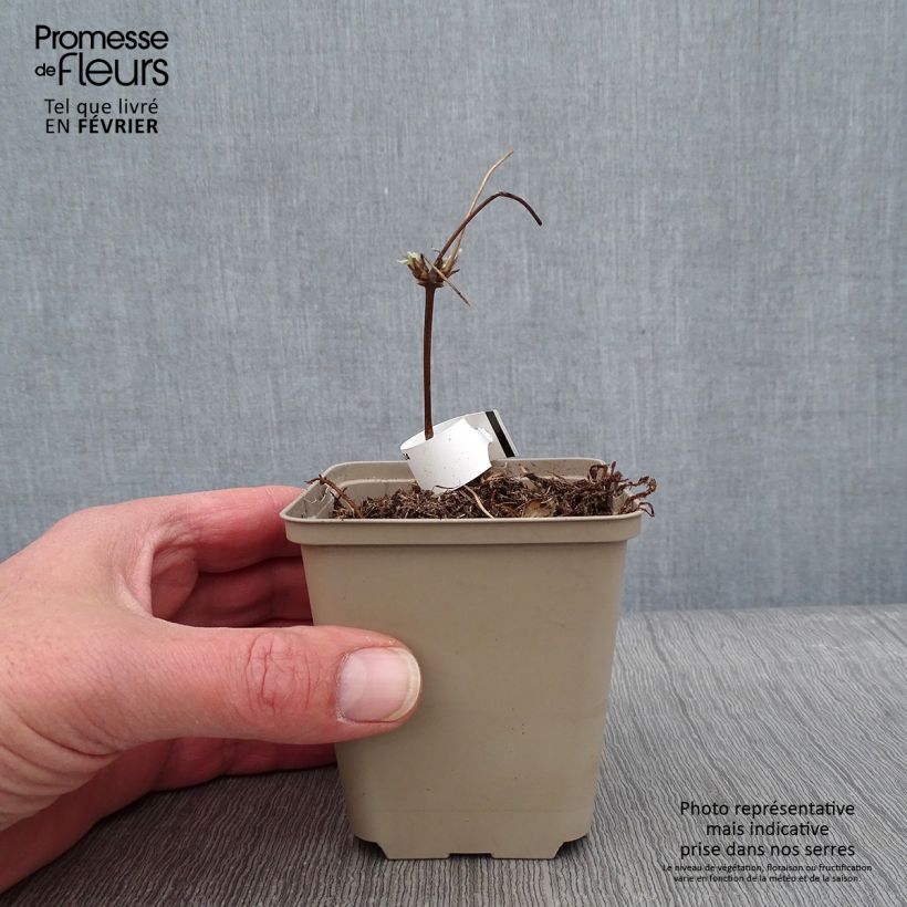 Spécimen de Clématite - Clematis montana Grandiflora Godet de 8/9 cm tel que livré en hiver