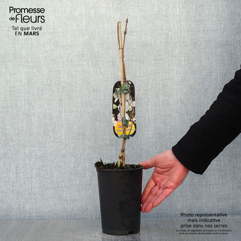 Spécimen de Clématite - Clematis montana Grandiflora Pot de 1,5L/2L tel que livré en hiver