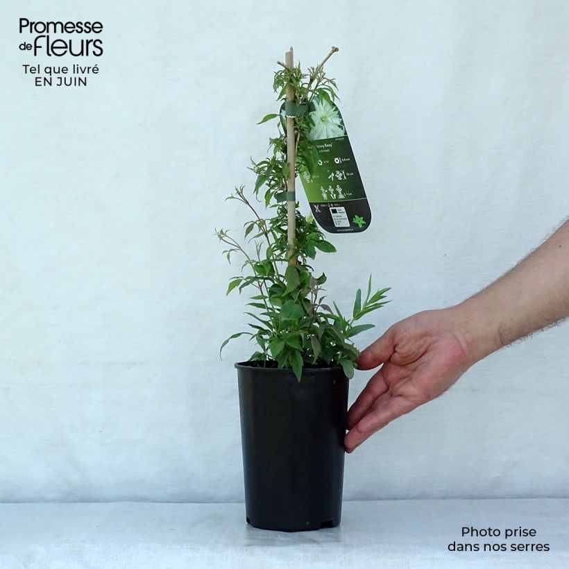 Spécimen de Clématite - Clematis montana Jenny Keay Pot de 2L/3L tel que livré en été