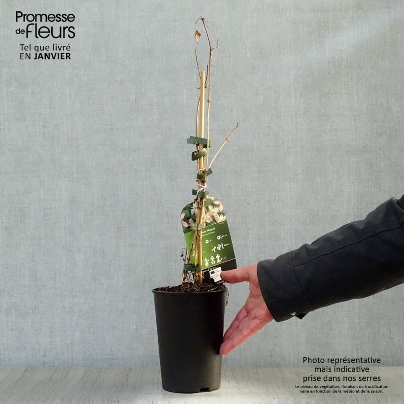 Spécimen de Clématite - Clematis montana Marjorie Pot de 2L/3L tel que livré en hiver