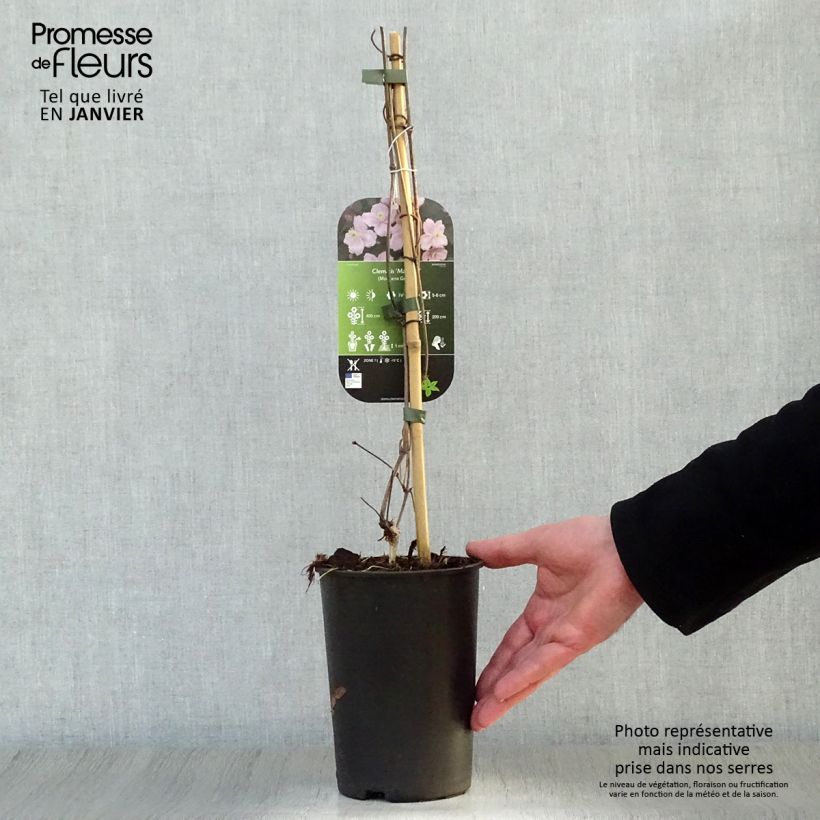 Spécimen de Clématite - Clematis montana Mayleen Pot de 2L/3L tel que livré en hiver