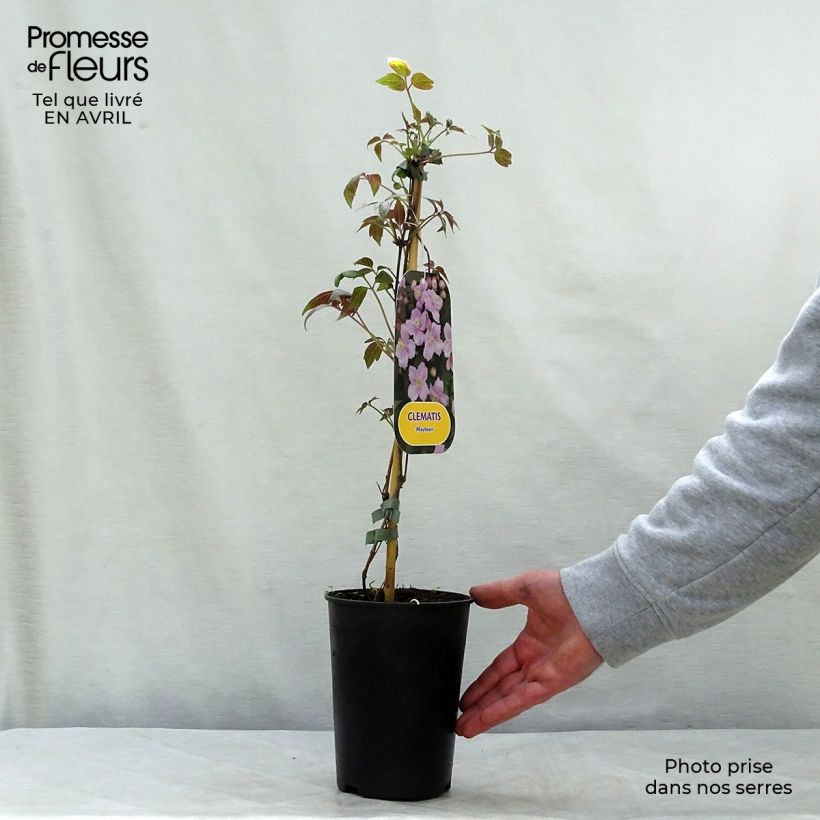 Spécimen de Clématite - Clematis montana Mayleen Pot de 2L/3L tel que livré au printemps