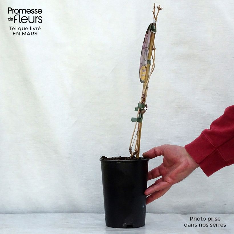 Spécimen de Clématite montana Rubens Pot de 1,5L/2L tel que livré en hiver