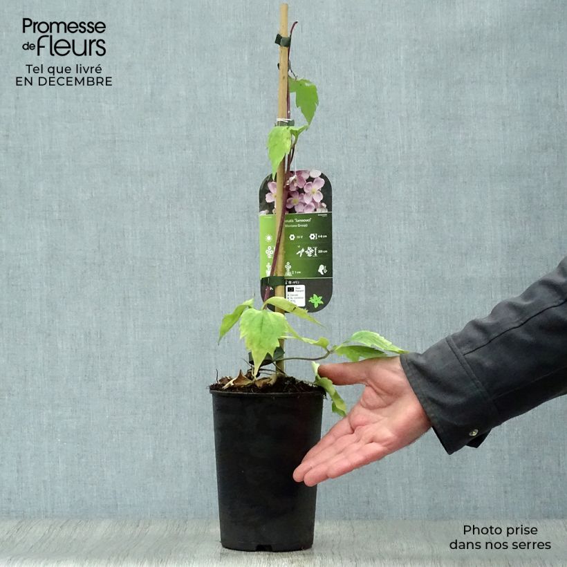 Spécimen de Clématite - Clematis montana Sans Soucis Pot de 2L/3L tel que livré en hiver