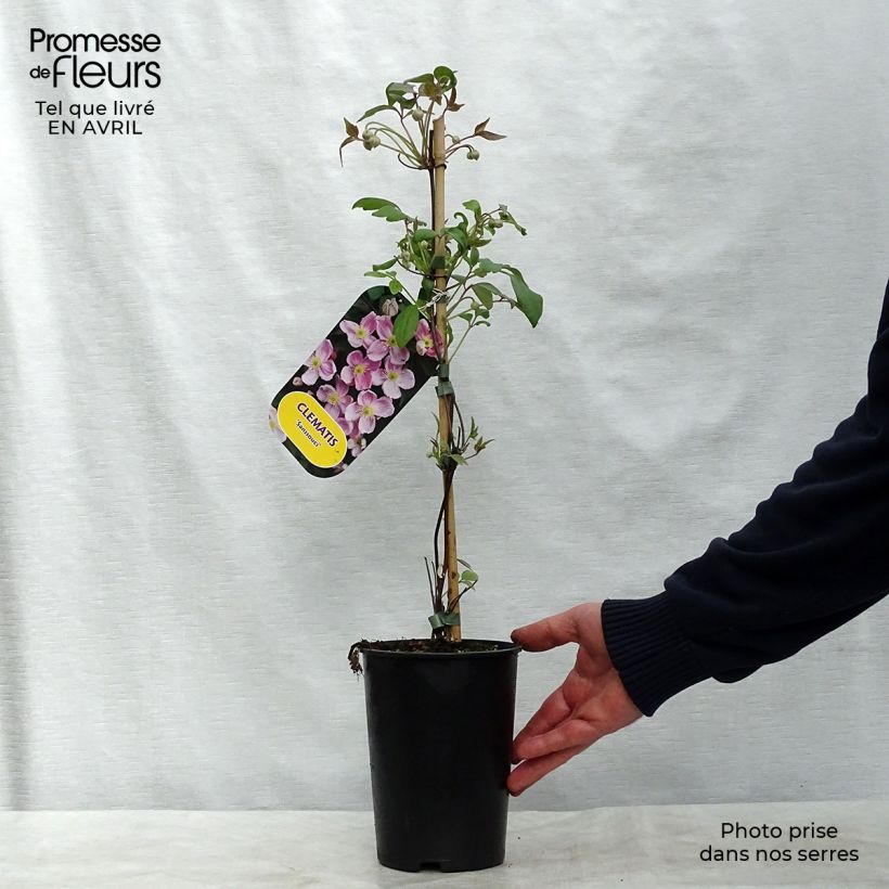 Spécimen de Clématite - Clematis montana Sans Soucis Pot de 2L/3L tel que livré au printemps