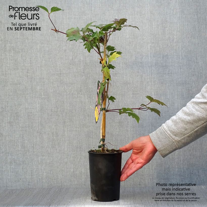 Spécimen de Clématite - Clematis montana Sans Soucis Pot de 2L/3L tel que livré en automne