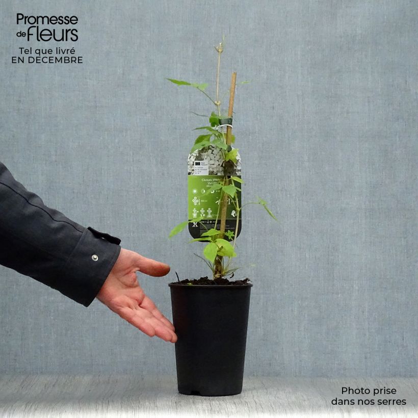 Spécimen de Clématite - Clematis montana Spring Joy Pot de 2L/3L tel que livré en hiver