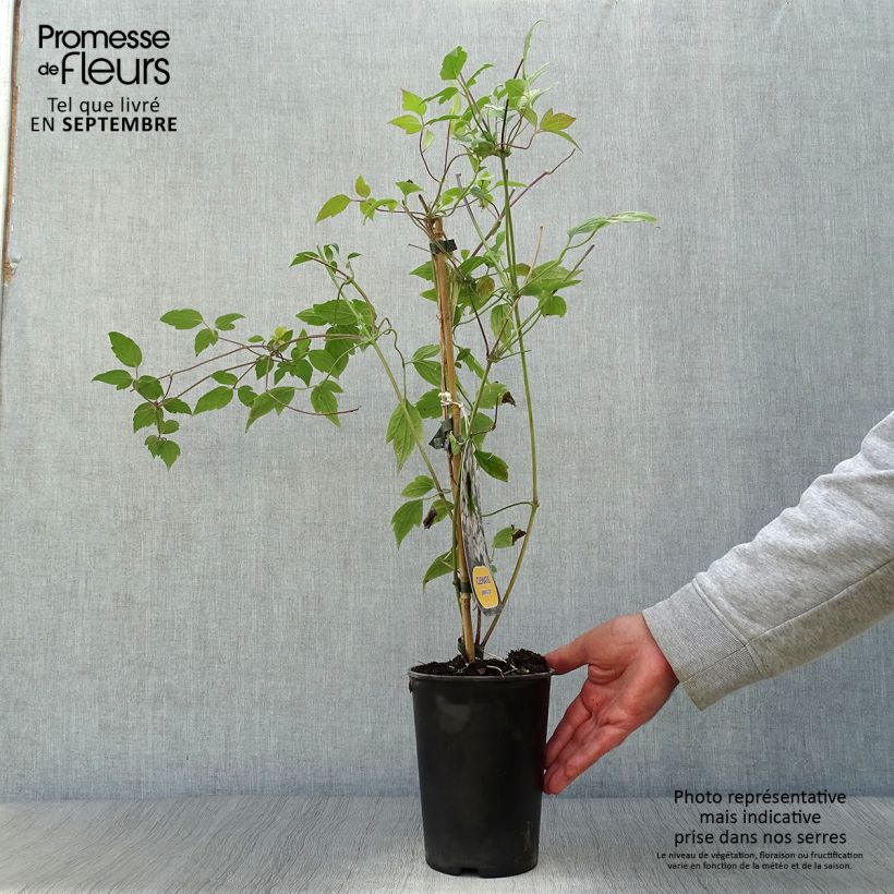 Spécimen de Clématite - Clematis montana Spring Joy Pot de 2L/3L tel que livré en automne