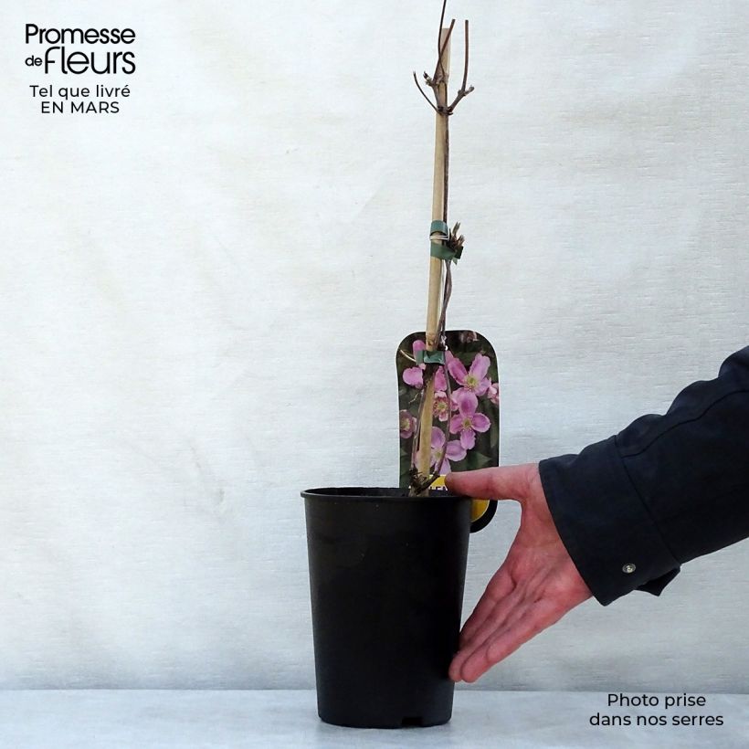 Spécimen de Clématite - Clematis montana Tetrarose Pot de 2L/3L tel que livré au printemps