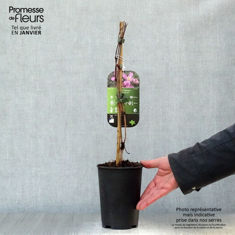 Spécimen de Clématite - Clematis montana Tetrarose Pot de 2L/3L tel que livré en hiver