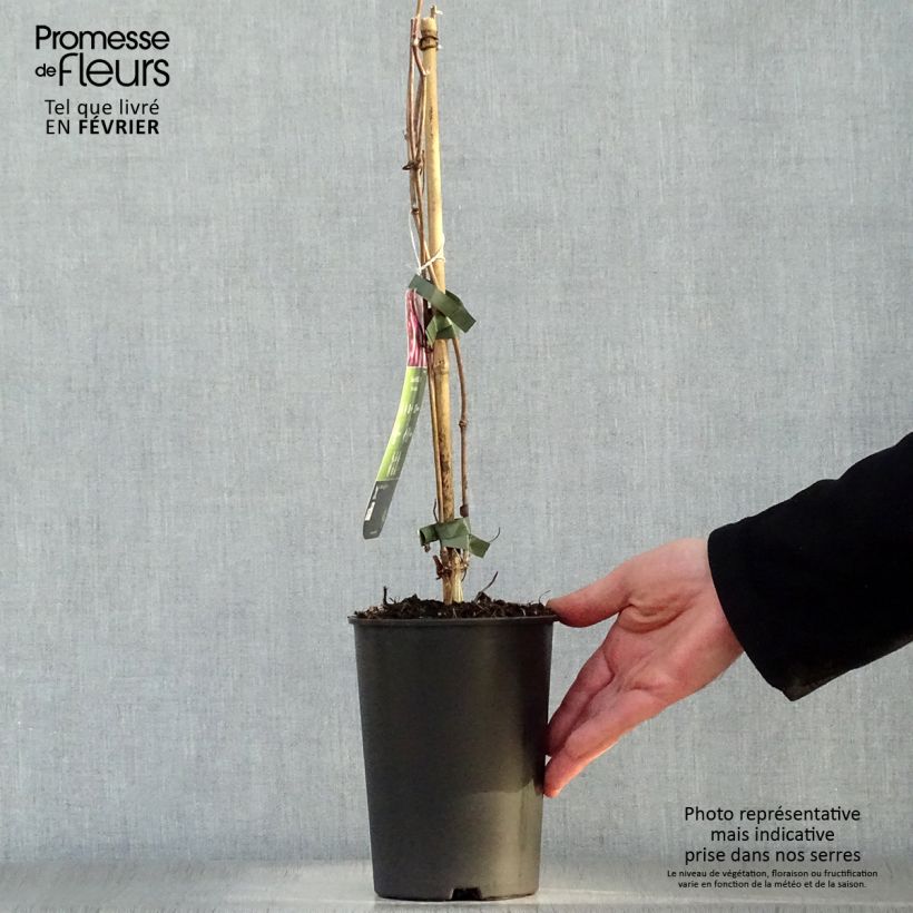 Spécimen de Clématite - Clematis montana Van Gogh Pot de 2L/3L tel que livré en hiver