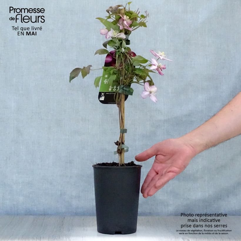 Spécimen de Clématite - Clematis montana Van Gogh Pot de 2L/3L tel que livré au printemps