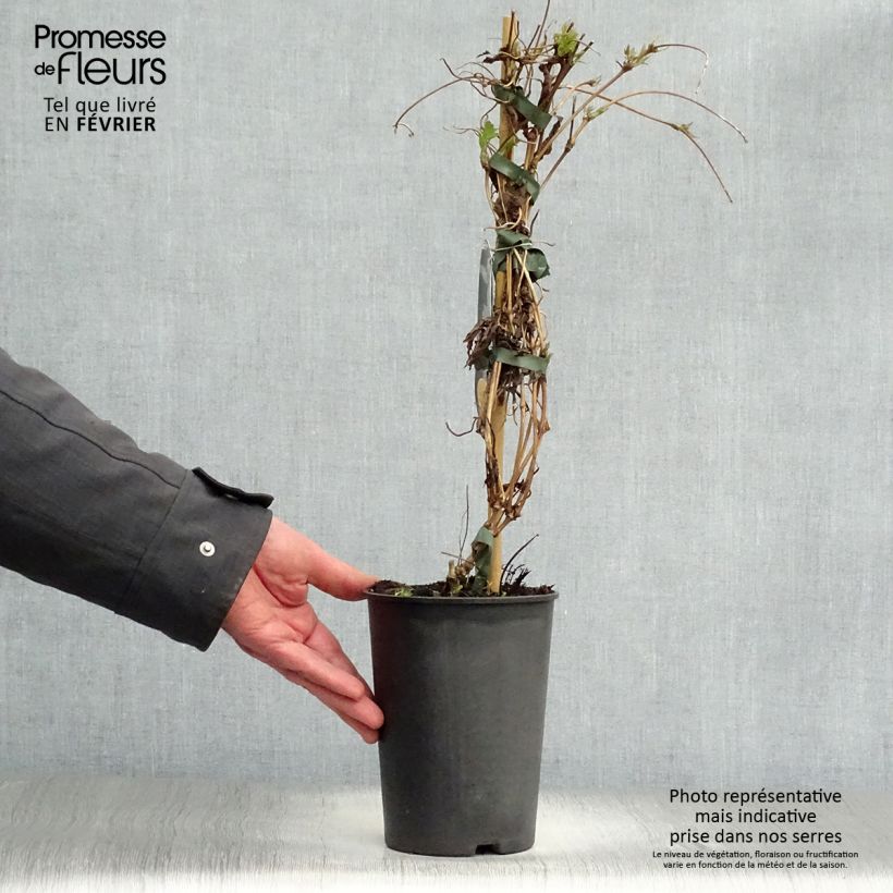 Spécimen de Clématite - Clematis montana Wilsonii Pot de 2L/3L tel que livré en hiver
