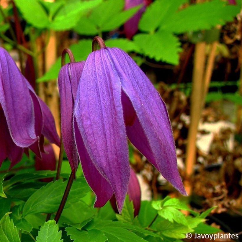 Clématite - Clematis ochroleuca (alpina) Tage Lundell (Floraison)