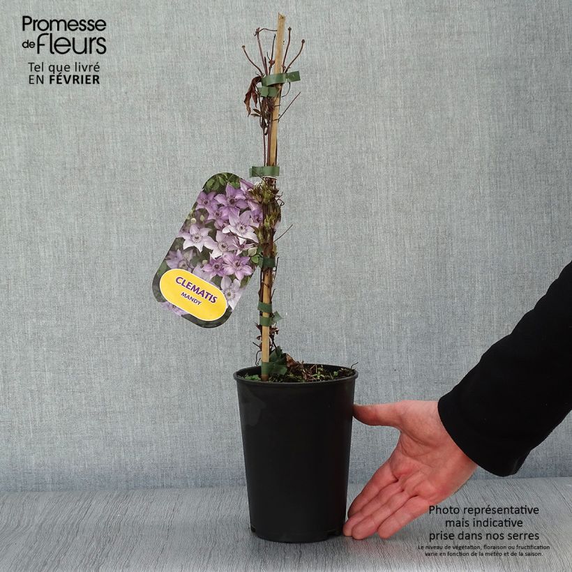 Spécimen de Clématite - Clematis patens Mandy Pot de 2L/3L tel que livré en hiver